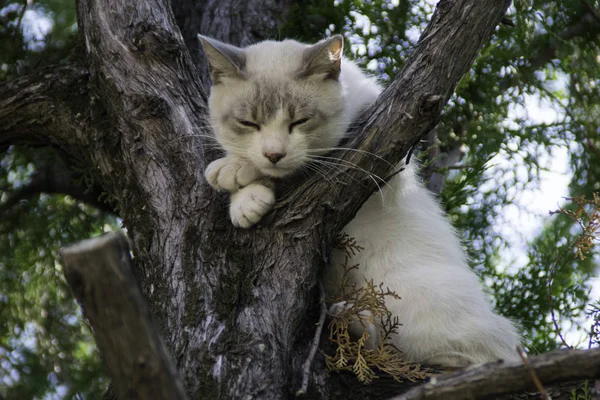 Gato Branco Dormindo Uma Árvore — Fotografia de Stock