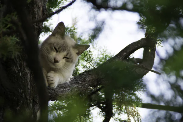 Gato Branco Dormindo Uma Árvore — Fotografia de Stock