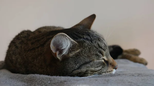 灰色の毛布の上で眠っているクローズアップストライプ猫 — ストック写真