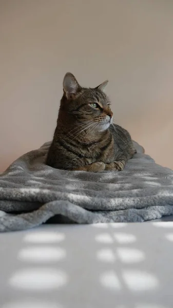 Πράσινη Γάτα Βρίσκεται Μια Κουβέρτα — Φωτογραφία Αρχείου