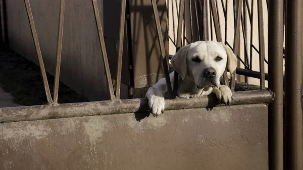 Vit Hund Tittar Genom Staketet Direkt Kameran — Stockfoto
