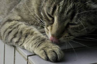 Çizgili kedi pençesini yalarken - closeup