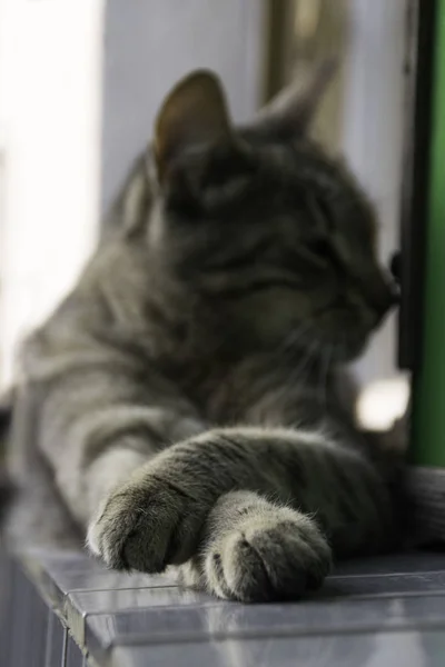 Перехрещені Передні Лапи Томового Кота — стокове фото