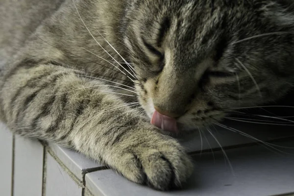 Gestreepte Kat Likken Zijn Paw Close — Stockfoto