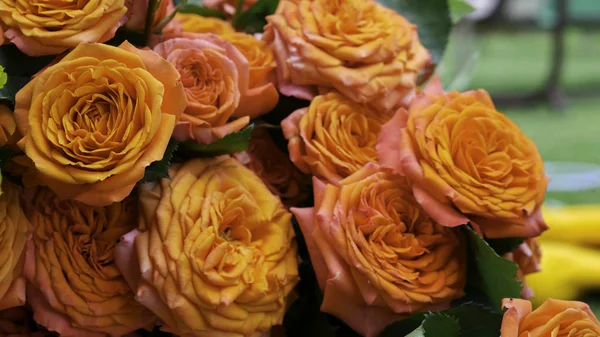 Pozadí Oranžových Broskvonských Růží — Stock fotografie