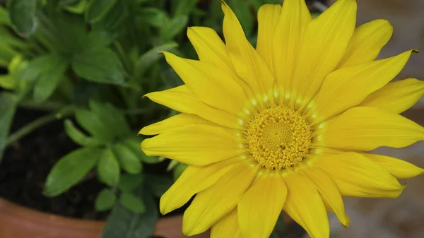 Una Hermosa Flor Amarilla Una Maceta — Foto de Stock