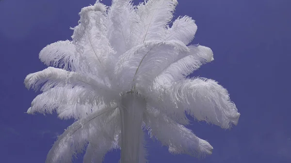 Plumes Autruche Blanche Dans Vase Ciel Bleu Détails Décoration Mariage — Photo