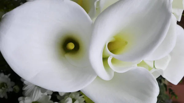 Full Bloom White Calla Lily — Stock Photo, Image