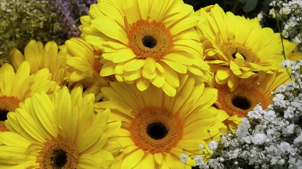 Gerber Amarillo Pequeñas Flores Blancas Decorativas — Foto de Stock