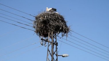 Yetişkin Avrupa Beyaz Leylek - Ciconia Ciconia - mavi gökyüzü arka plan üzerinde elektrik sütun üstüne yuva