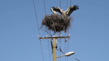 İki Yetişkin Avrupa Beyaz Leylek - Ciconia Ciconia - Bir Yuva ve Diğer Uçan ve Güneşli Bahar Günü Yuva İniyor.
