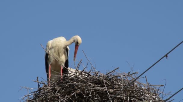 巣の中のコウノトリは 青空の背景にその翼をきれいに 晴れた日 — ストック動画