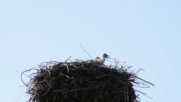 Filhote Uma Cegonha Branca Europeia Ciconia Ciconia Ninho — Vídeo de Stock