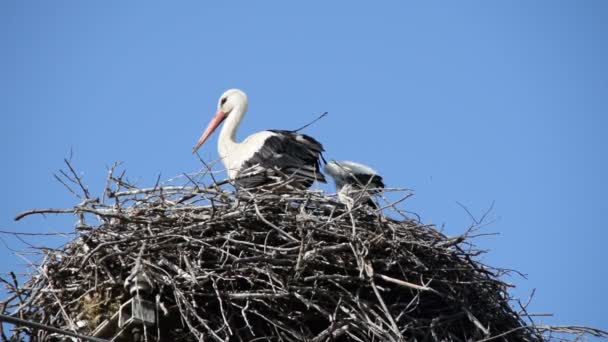 ヨーロッパの白いコウノトリ チコニアチコニア その翼を織る巣とそのカブで — ストック動画