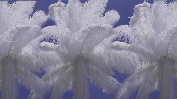 Wedding decoration details - White ostrich feathers in three vase on the blue sky background.