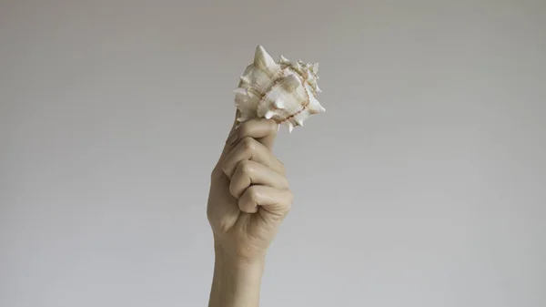 Изолированный Левая Рука Женщины Держит Спиральную Полосатую Раковину — стоковое фото