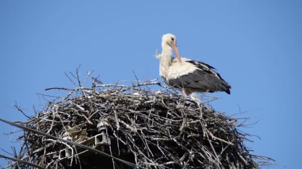 Volwassen Witte Ooievaar Nest Reinigt Zichzelf — Stockvideo