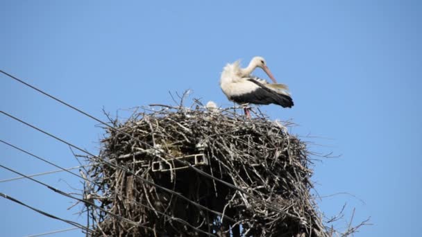 Weißstorch Nest Putzt Sich Heraus — Stockvideo