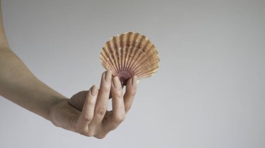 Kadının eli izole arka plan üzerinde Meksika Düz Seashells tutar