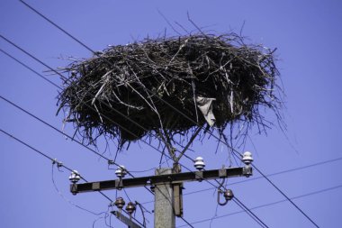 Elektrik kulesinin tepesinde dallarla yapılan boş leylek yuvası