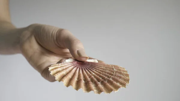 Woman Hand Holds Mexican Flat Seashells Isolated Background — Stock Photo, Image