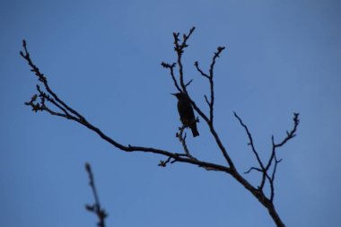 Ceviz bir dalı üzerinde Ortak Sığırcık, Sturnus vulgaris