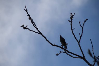 Ceviz bir dalı üzerinde Ortak Sığırcık, Sturnus vulgaris