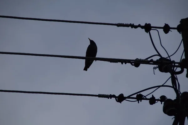 Vanliga Starling Sturnus Vulgaris Trästolpe Med Massa Kablar — Stockfoto