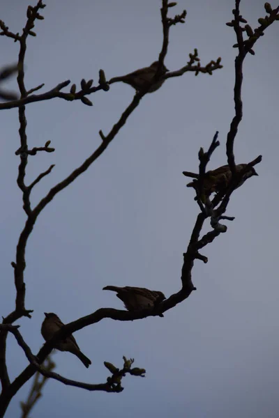 Silhouette Von Drei Spatzen Auf Dem Ast Einer Walnuss Einem — Stockfoto