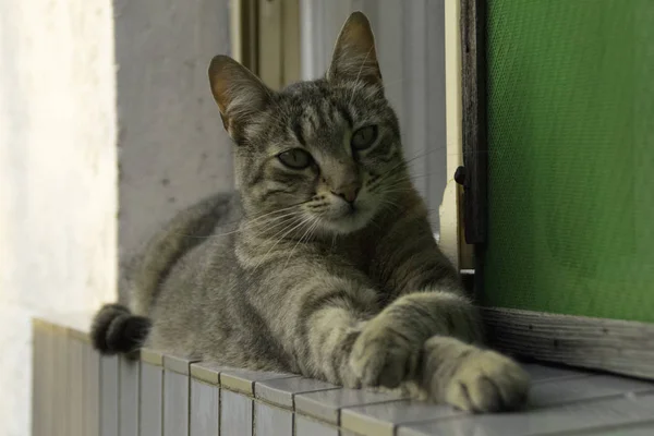 Gestreifte Katze Mit Gekreuzten Pfoten — Stockfoto