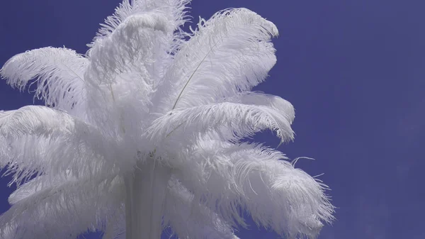 Bílé Pštrosí Péro Vázu Modré Nebe Svatební Dekorace — Stock fotografie