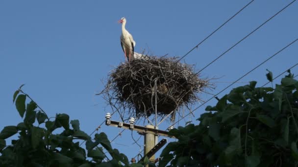 白いコウノトリ シコニアチコニアは巣の中に立っています — ストック動画