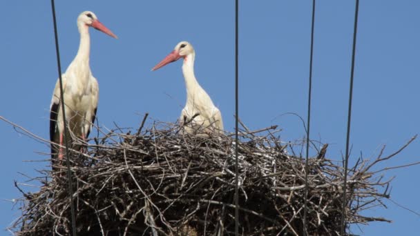 Two European White Stork Ciconia Ciconia Nest Top Electric Pillar — Stock Video