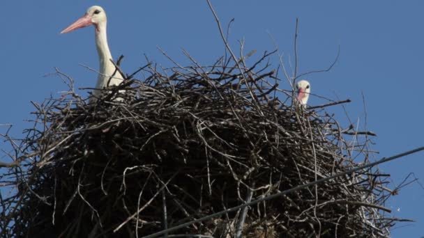 Two Adult European White Stork Nest — Stock Video
