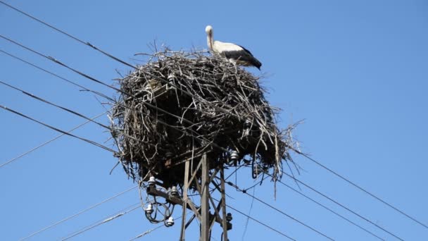 Adult European White Stork Ciconia Ciconia Gnieździe Tle Błękitnego Nieba — Wideo stockowe