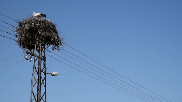 電気塔の上部に枝で作られた巣のコウノトリ — ストック動画