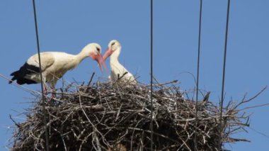 Hızlandırılmış video - Elektrikli sütun üstüne yuvaiki Avrupa Beyaz Leylek