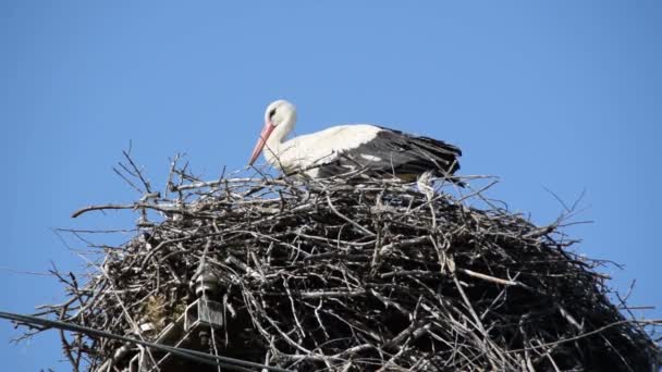 Storch Nest Auf Stromsäule Auf Blauem Himmel Hintergrund — Stockvideo