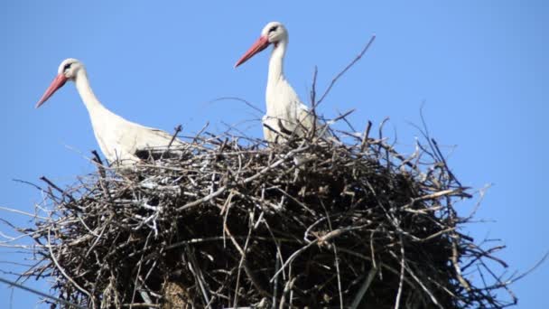 Two Adult European White Stork Nest Blue Sky Background — Stock Video