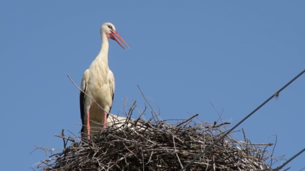 Felnőtt Európai Fehér Gólya Ciconia Ciconia Fészek — Stock videók