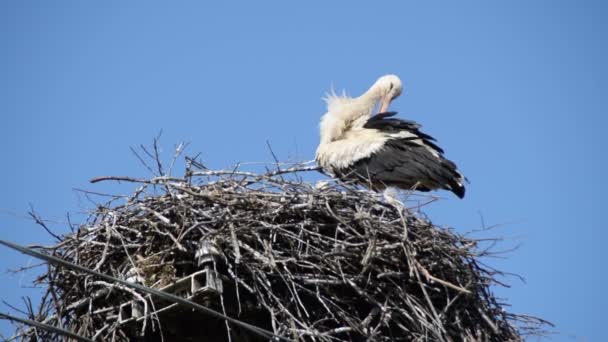 Vit Stork Nest Rengör Sig Själv — Stockvideo