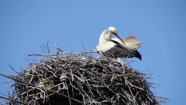 Cicogna Bianca Nel Nido Pulisce Sola — Video Stock