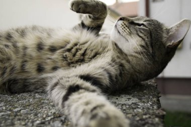  Selfie çeken çizgili kedi