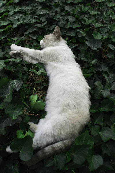 Binnenlandse Witte Kat Slapen Een Groene Creeper Plant — Stockfoto