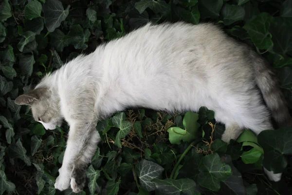 Binnenlandse Witte Kat Rusten Een Groene Creeper Plant — Stockfoto