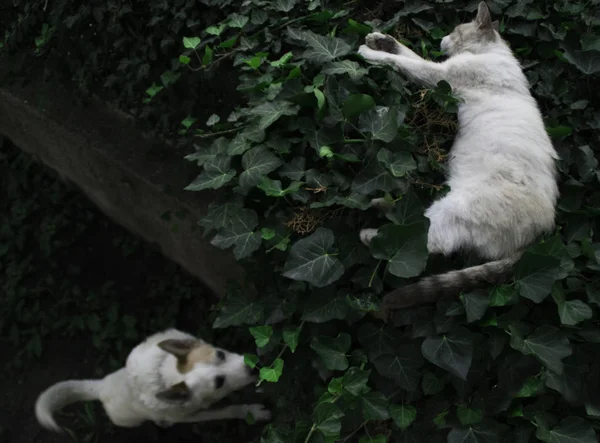 Domestic White Dog Sniffing Cat — Stock Photo, Image