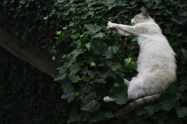 Domestic White Cat Sleeping Green Creeper Plant Fence — Stock Photo, Image