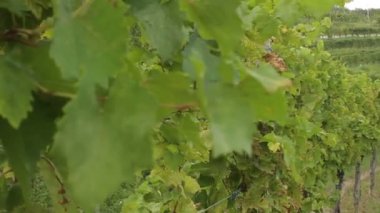 Yeşil bağ sıraları - Slovenya