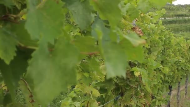 Rijen Van Een Groene Wijngaard Slovenië — Stockvideo
