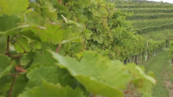 Rows Green Vineyard Slovenia — Stock Video